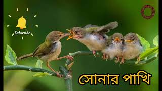 সোনার পাখি II SONAR PAKHI II NEW BENGALI SONG II PINKI II NEW SONGS EVERYDAY [upl. by Oliric]