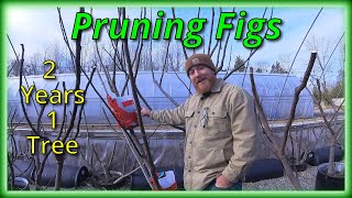 Pruning a Fig Tree [upl. by Angelita287]