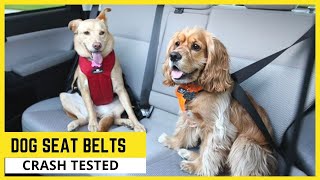 7 Best Dog Seat Belts Crash Tested🐶Dog Car Harness to Keep Your Dog Safe [upl. by Atnad]