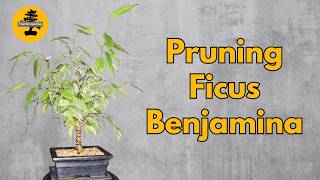 Pruning and Shaping a Bonsai Fusion Project  Ficus Benjamina [upl. by Maggy]