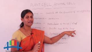 Plant cell and animal cell Biology class 78910 [upl. by Neelehtak]