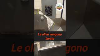 Come si produce il vero olio di oliva agro olio olive [upl. by Selway]