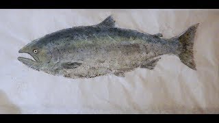 How To Gyotaku 25lb King Salmon Alaska [upl. by Ackerley426]