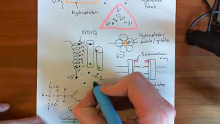 The Pore of the Nicotinic Acetylcholine Receptor Part 5 [upl. by Nairb]