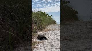 Egmont Key Island Nature and Hiking Trails hiking outdoors florida tampabay [upl. by Carvey]