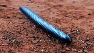 Black Giant Millipede  Disgusting Things [upl. by Tabina]