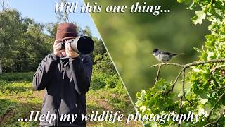 Changing this 1 thing could seriously improve my bird photography [upl. by Notnert]