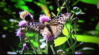 БИОСФЕРА 24 Перламутровка Большая Лесная Argynnis paphia [upl. by Ammann]