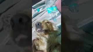 Cocker spaniel Dog Angry 😠 😡 👿 😤 😂 [upl. by Malina959]