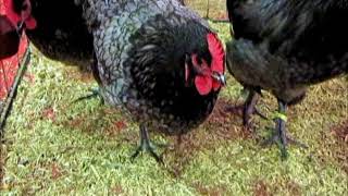 Australorp bleu liseré Expo Avicole Strasbourg 2017 [upl. by Marshal]