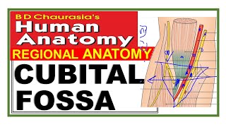 Chp8  Cubital Fossa  Upper Limb  BD Chaurasia Regional Anatomy  Dr Asif Lectures [upl. by Siekram]