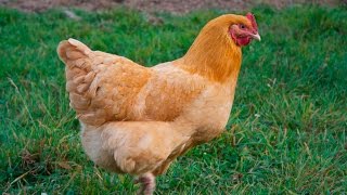 Buff Orpington Chickens [upl. by Garfield]