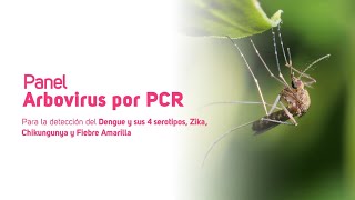 Panel Arbovirus por PCR [upl. by Knowland365]