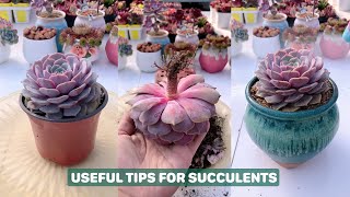 Grow Your Succulents Like a PRO 多肉植物  다육이들  Suculentas [upl. by Odrareg]