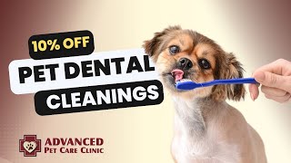 Pet Dental Health  Pet Dental Cleanings in Cedar Falls IA at Advanced Pet Care Clinic [upl. by Correna]