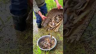 The process of catching loaches in paddy fields [upl. by Tania]