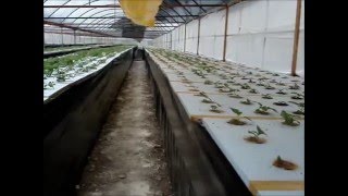 AEROPONIC POTATO TUBER PRODUCTION wmv [upl. by Zenas49]