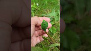 INSANE Leaf Caterpillar Salassa sp Saturniidae [upl. by Nonarb]