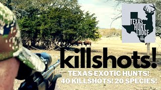 40 Kill Shots Texas Exotic and Whitetail Deer Hunts at Texas Hunt Lodge [upl. by Groeg480]