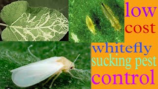 whitefly control  सफेद मक्खी नियंत्रण  all agriculture [upl. by Twedy]