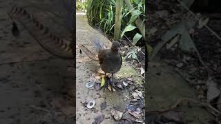 Lyrebird Australia Imitating other birds construction humans [upl. by Ley]