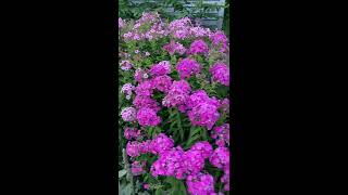 Plant Spotlight  Garden Phlox [upl. by Ostap]