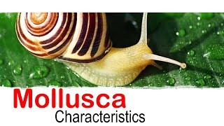 Mollusca phylum characteristics [upl. by Neelloc]