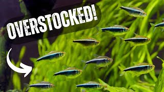 What OVERSTOCKING Does To Your Aquarium  DONT DO THIS [upl. by Babb]