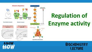 Regulation of enzyme activity [upl. by Annoyek955]