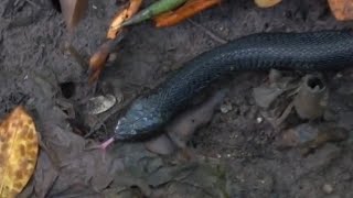 EQUATORIAL SPITTING COBRA in the mangroves of Singapore [upl. by Clougher]