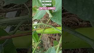 Bottle gourdLagenaria sicerariaclimbers of my terracegarden olericulturehorticulturegardening [upl. by Groveman]