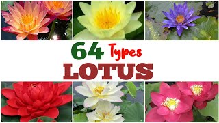 64 STUNNING TYPES OF LOTUS PLANTS WITH THEIR NAMES  PLANT IDENTIFOCATION [upl. by Enyedy]