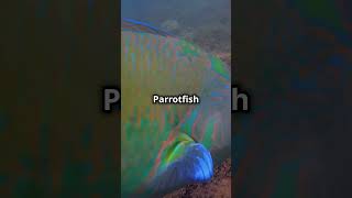 Do Fish Ever Sleep The Truth facts fish animals discover shorts [upl. by Nerol307]