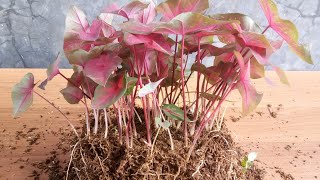 Propagation of caladium plants by cutting root tubers  Amazing method [upl. by Anehsak]