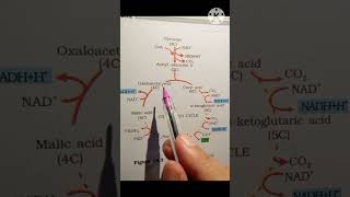 Citric acid cycle  NCERT neet [upl. by Droffilc201]