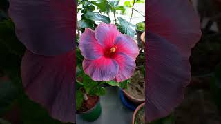 American Hibiscus 🌺 ID Nightfire 🌺 Hybridizer Brandt Yasha amp Daniel flowers garden hibiscus [upl. by Naelopan]