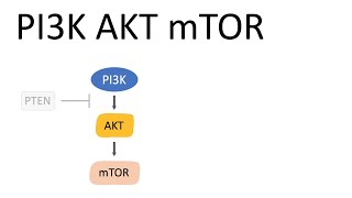 PI3K AKT mTOR Pathway and the effects [upl. by Tobi]