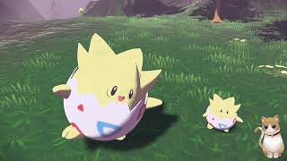 如何獲得頭目波克比進化成波克基斯《寶可夢傳說阿爾宙斯》How to Get Alpha Togepi Evolve into Alpha Togekiss [upl. by Limbert]