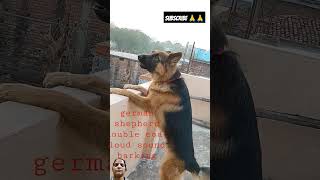 Dog voice video doglovepets trendingvideo shortvideo [upl. by Yanaton610]