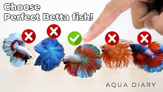 How To Choose A Best Betta Fish [upl. by Danyluk]