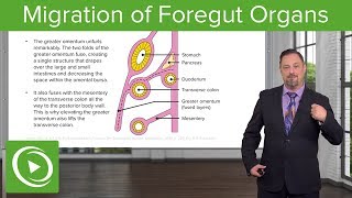 Foregut Organs Omentum amp Mesenteries – Embryology  Lecturio [upl. by Aisemaj]