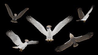 Great Philippine Eagle  Flying Loops and Transitions [upl. by Durwin]