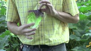 The Different Varieties Of Head Lettuce  Veseys Comparisons [upl. by Anerat]