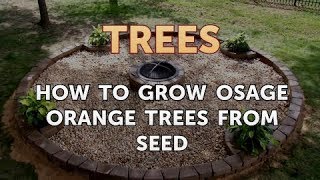 How to Grow Osage Orange Trees From Seed [upl. by Takeshi351]