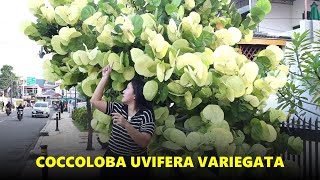 PLANTIFUL SERIES Coccoloba Uvifera Variegata yang Sangat Cantik  Hati  hati Saat Membeli [upl. by Juliette]