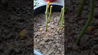 Growing rose plant from cuttings in home growroseplant cuttings garden rose plant [upl. by Akimas172]