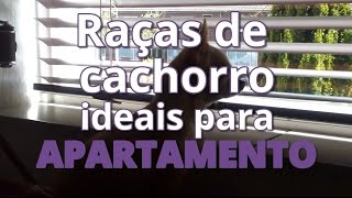 Raças de cachorro ideais para apartamento [upl. by Asher]