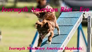 Ivormyth American Riot  Miniature American Shepherd Agility [upl. by Aisereht]