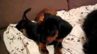 Dachshund puppies roll around on couch [upl. by Danielson]