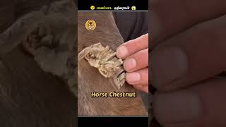 குதிரையோட கால்களில் முளைக்ககூடிய இது என்னது  Horse Chestnut  Animal Voiceover Tamil [upl. by Ahsiaa987]